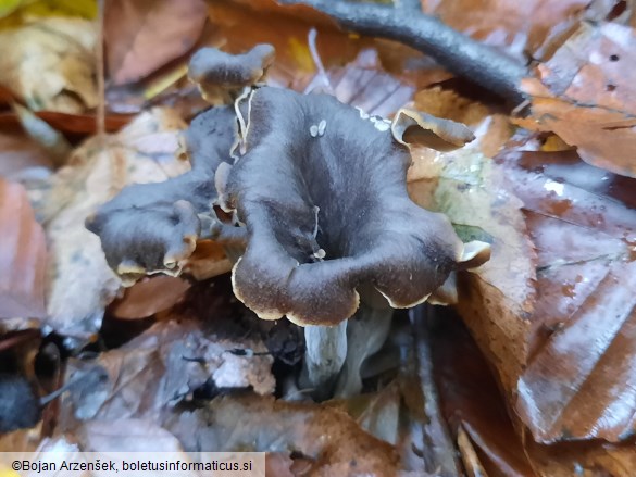 Craterellus cornucopioides