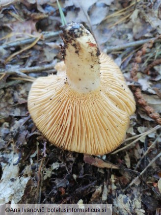 Lactarius illyricus