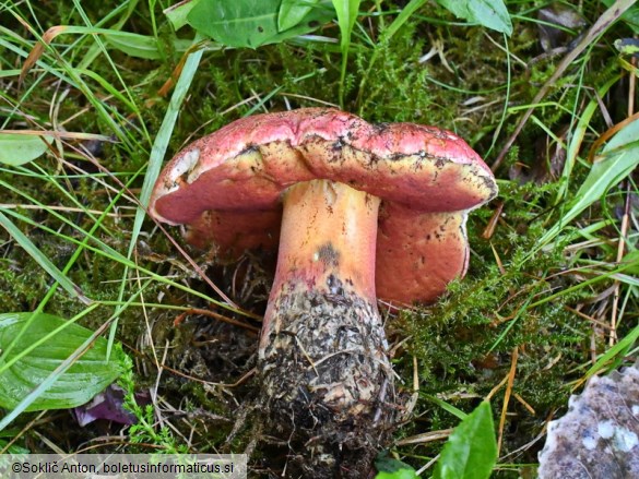 Rubroboletus rubrosanguineus