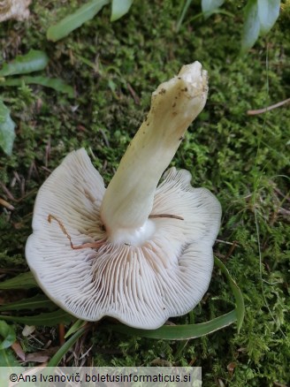 Entoloma rhodopolium