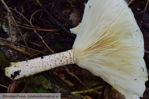 Melanoleuca verrucipes