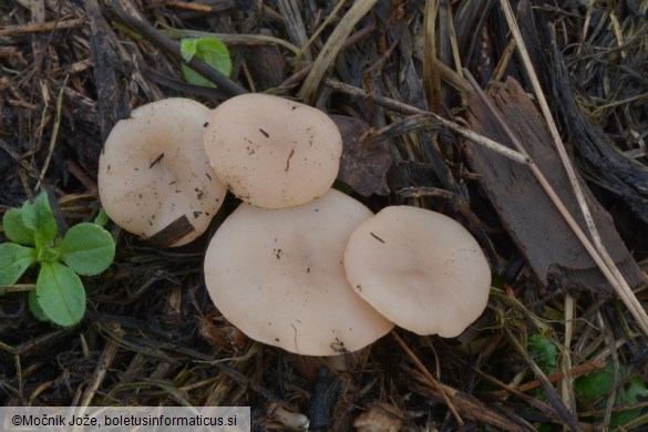 Calocybe carnea