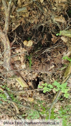 Pseudoboletus parasiticus