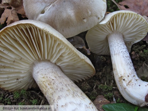 Tricholoma saponaceum