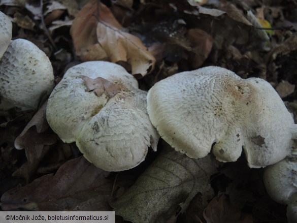 Tricholoma pardinum