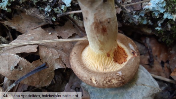 Paxillus involutus