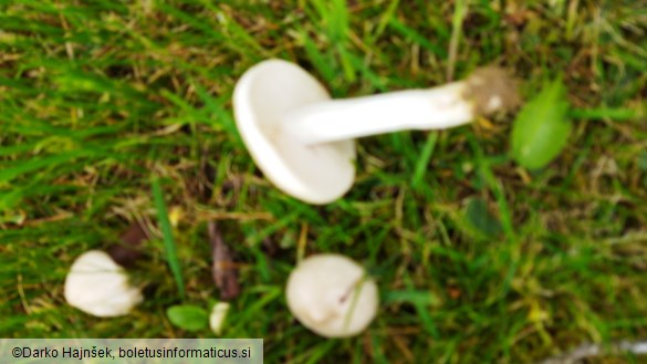 Entoloma sepium