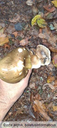 Tricholoma saponaceum