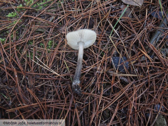 Melanoleuca melaleuca