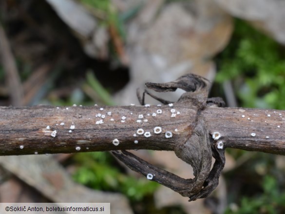 Stictis stellata