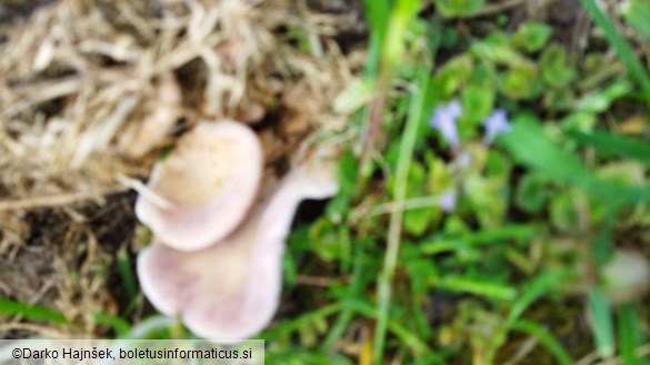 Lentinus strigosus