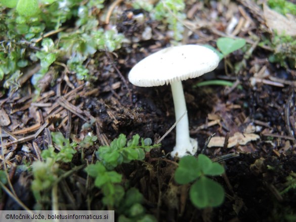 Volvariella murinella