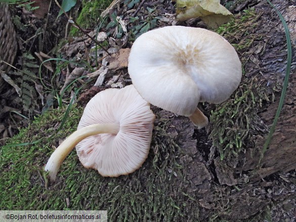 Pluteus plautus