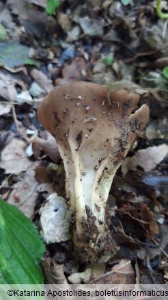 Helvella acetabulum