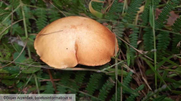 Suillus granulatus