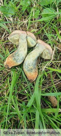 Hortiboletus bubalinus