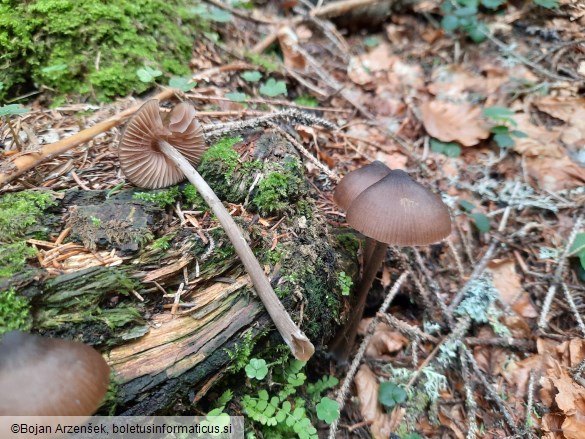 Entoloma hirtipes