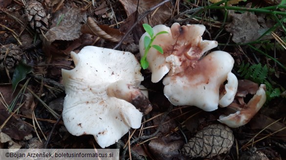 Rhodocollybia maculata