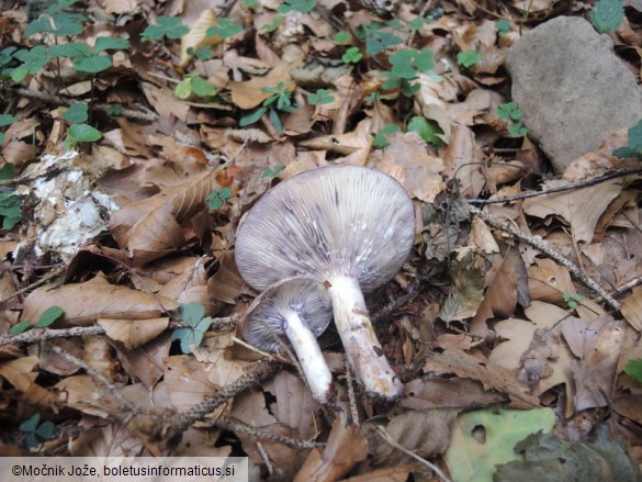 Lactarius uvidus