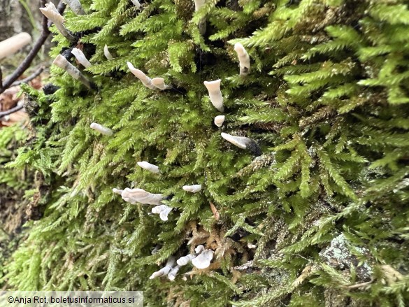 Xylaria hypoxylon