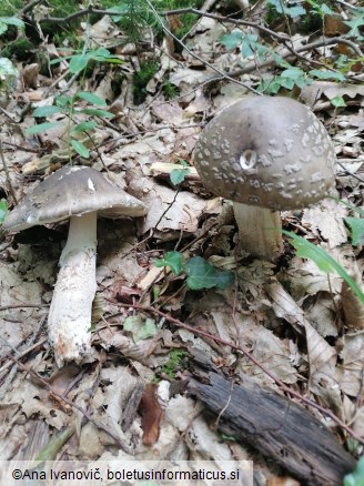 Russula luteotacta