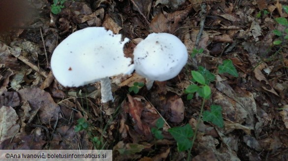 Amanita virosa