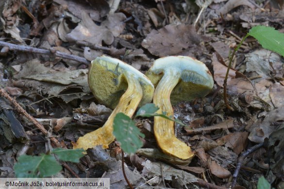 Rheubarbariboletus armeniacus