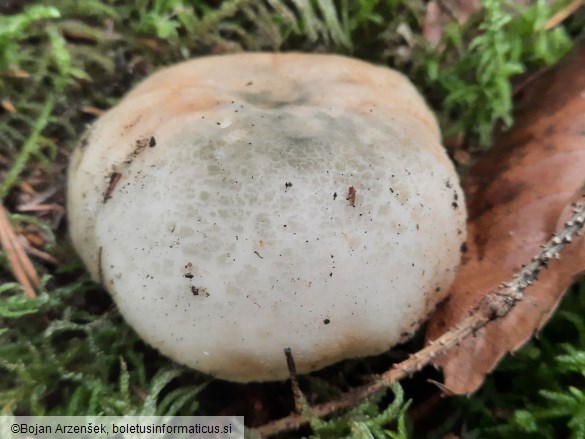Russula virescens
