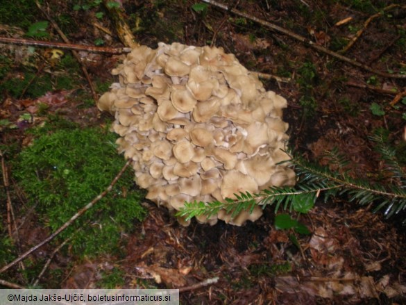 Polyporus umbellatus