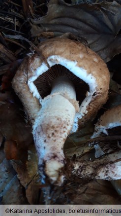 Agaricus bisporus