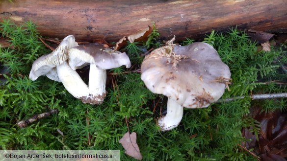 Tricholoma portentosum