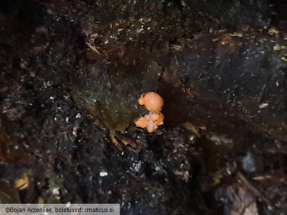 Lycogala epidendrum