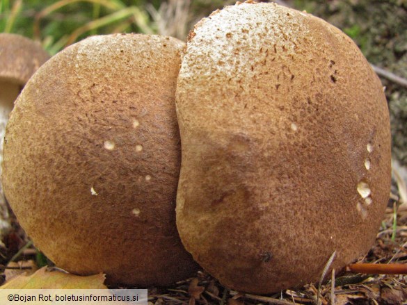 Leccinum schistophilum