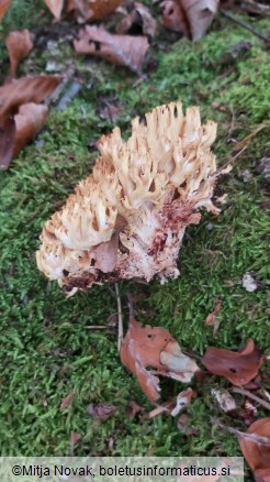 Ramaria sanguinea