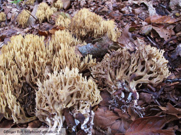 Ramaria bataillei