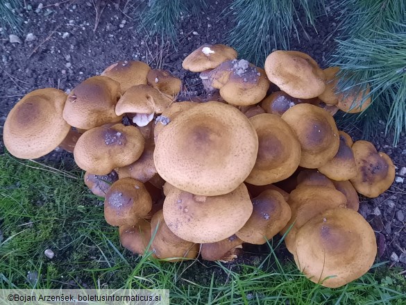 Armillaria mellea