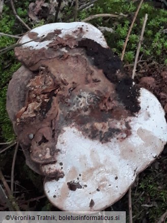 Ganoderma applanatum