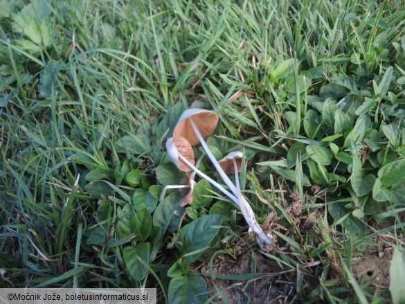 Conocybe apala