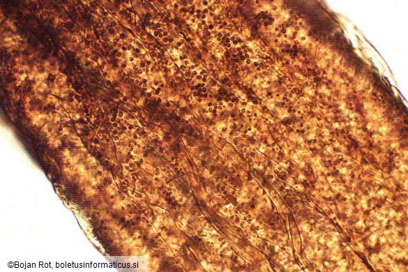 Cribraria oregana