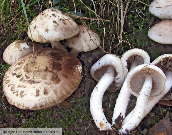 Psathyrella cotonea