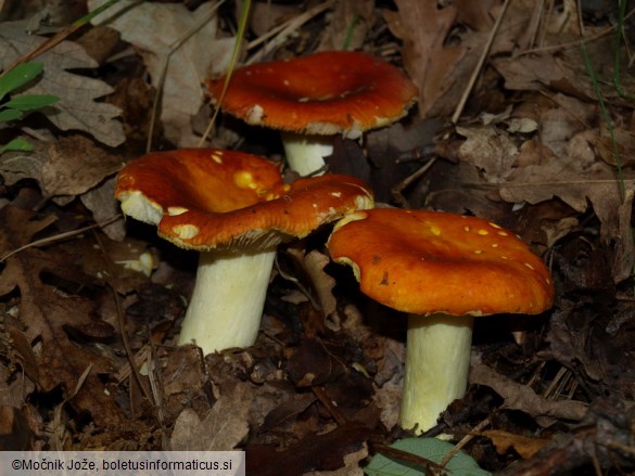 Russula aurea