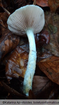 Stropharia caerulea