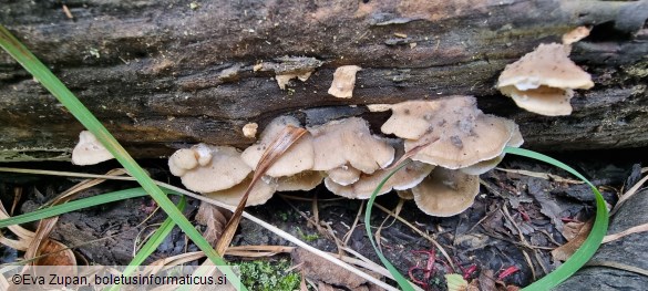 Tyromyces fumidiceps