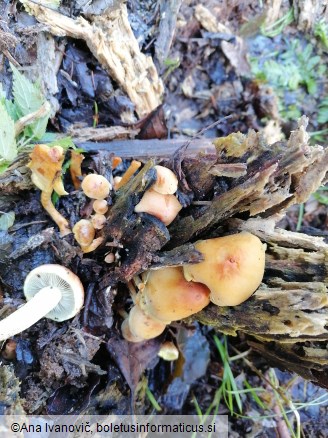 Hypholoma sublateritium