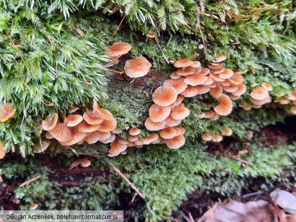 Xeromphalina campanella