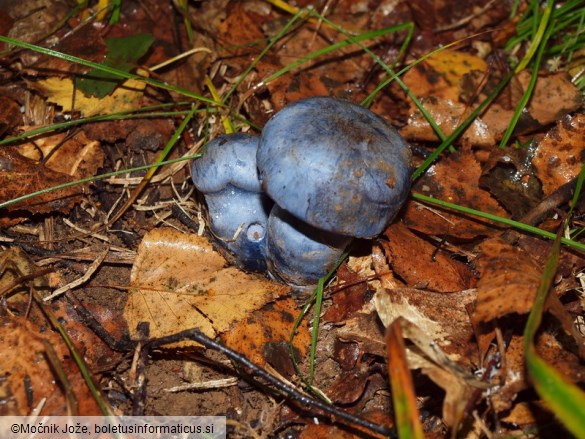 Cortinarius pseudocyanites