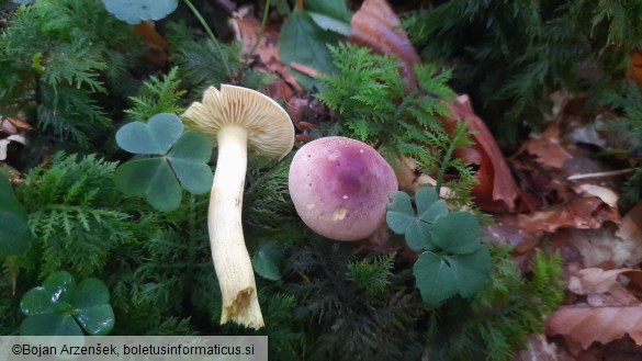 Tricholoma bufonium