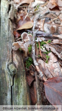 Pseudocraterellus undulatus