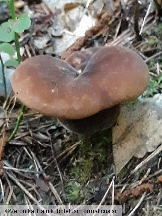 Tapinella atrotomentosa