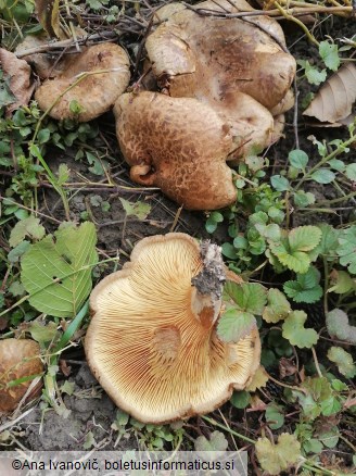 Paxillus involutus